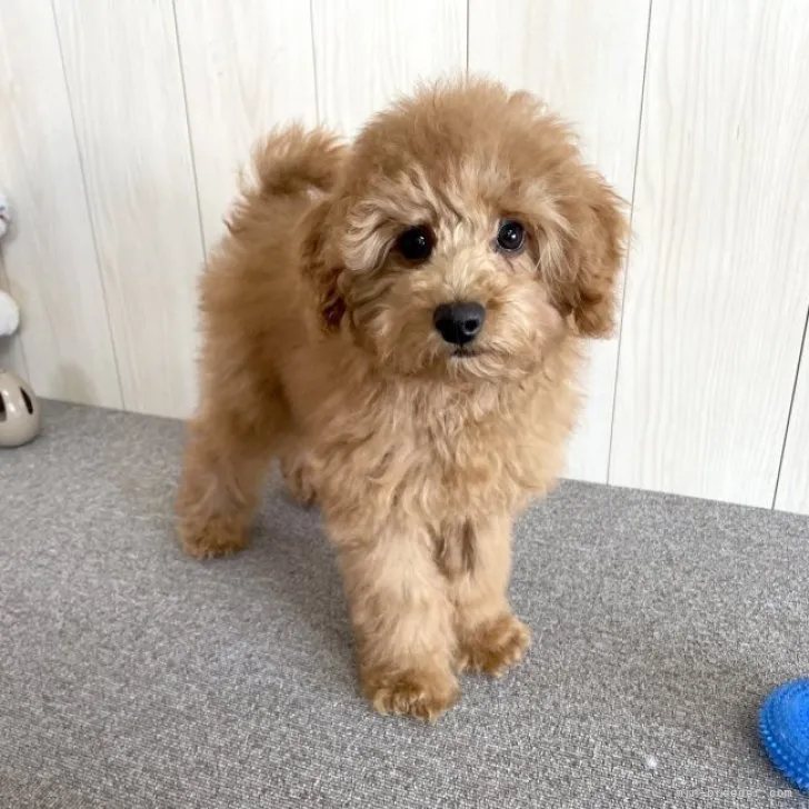 ID：2211-00578の子犬