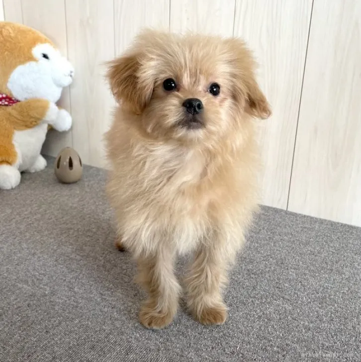 ID:2211-00564の子犬