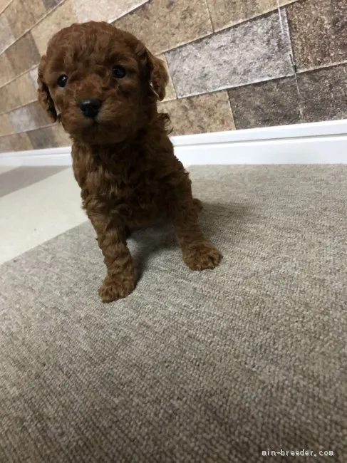 ID:2001-00689の子犬