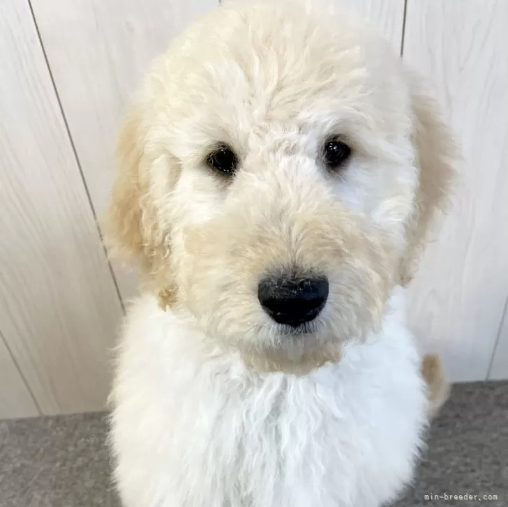 ID:2312-03683の子犬