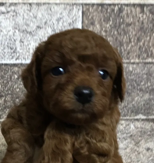 ID：1908-03017の子犬