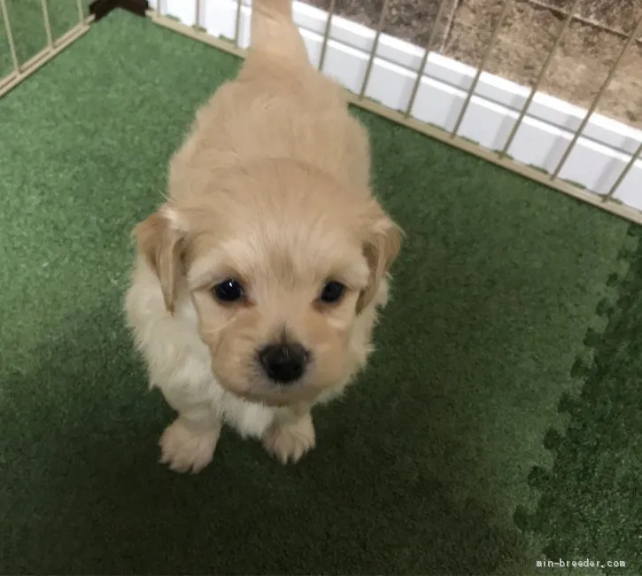 ID:1908-03031の子犬