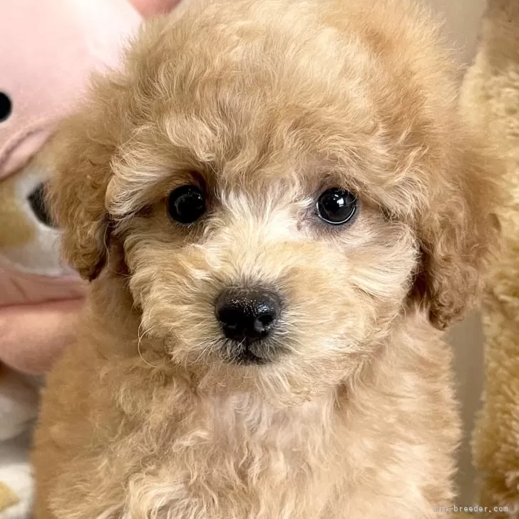 ID：2402-04189の子犬