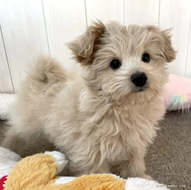 N.K 様のお迎えした子犬