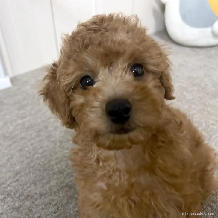 ID：2205-02903の子犬