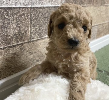 トイプードル(トイ)【千葉県・女の子・2020年10月29日・アプリコット】の写真「☆12月2日更新☆アプリコットの女の子♪」