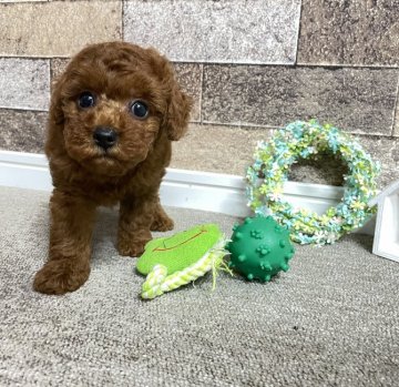 トイプードル(タイニー)【千葉県・男の子・2021年5月19日・レッド】の写真「☆7月7日更新☆レッドカラーの男の子☆」