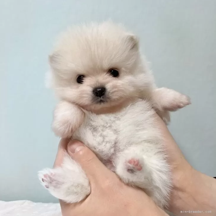 ID：2503-00274の子犬