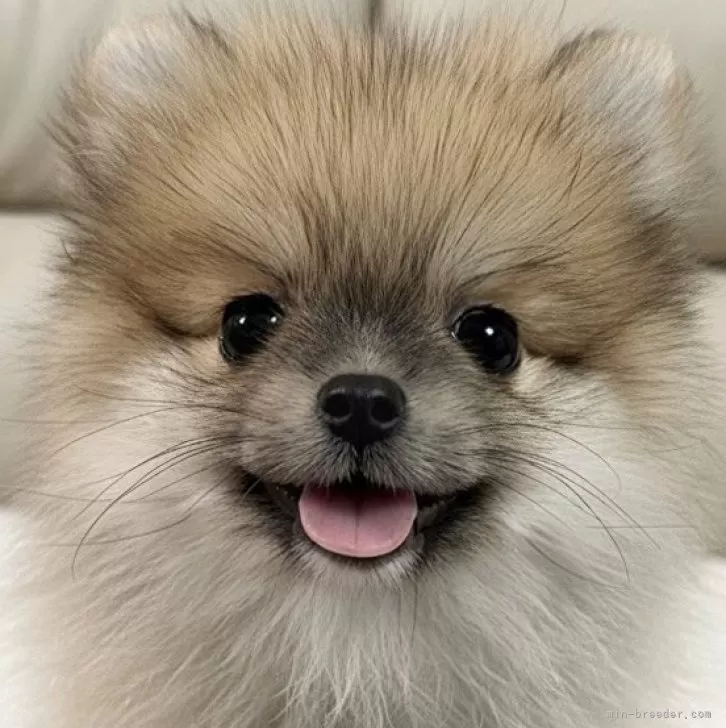 ID：2509-06039の子犬