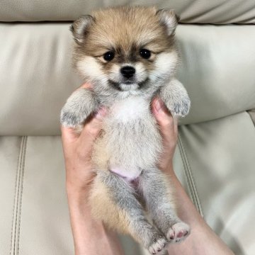 ポメラニアン【大阪府・女の子・2025年8月22日・クリームセーブル】の写真「とってもタレ目のタヌキちゃん✨✨」