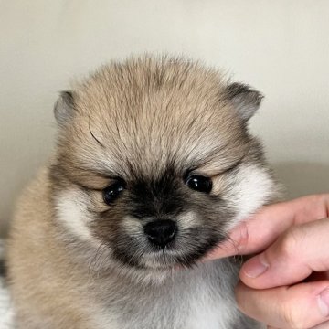 ポメラニアン【大阪府・男の子・2025年8月22日・オレンジセーブル】の写真「とってもタレ目のタヌキちゃん✨✨」