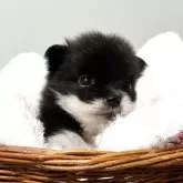 ポメラニアン