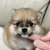 ポメラニアン