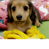 ミニチュアダックスフンド(ロング)