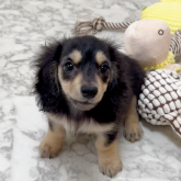 ミニチュアダックスフンド(ロング)