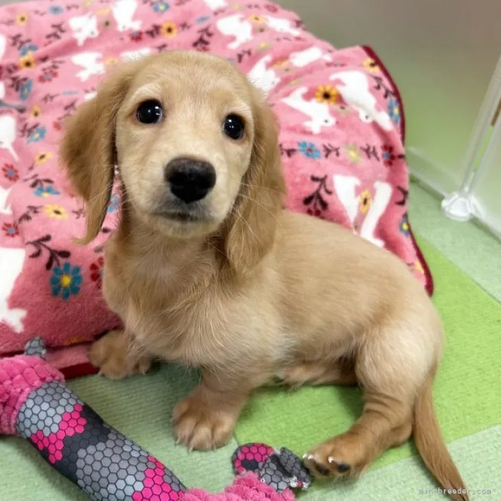 ID:2310-00840の子犬