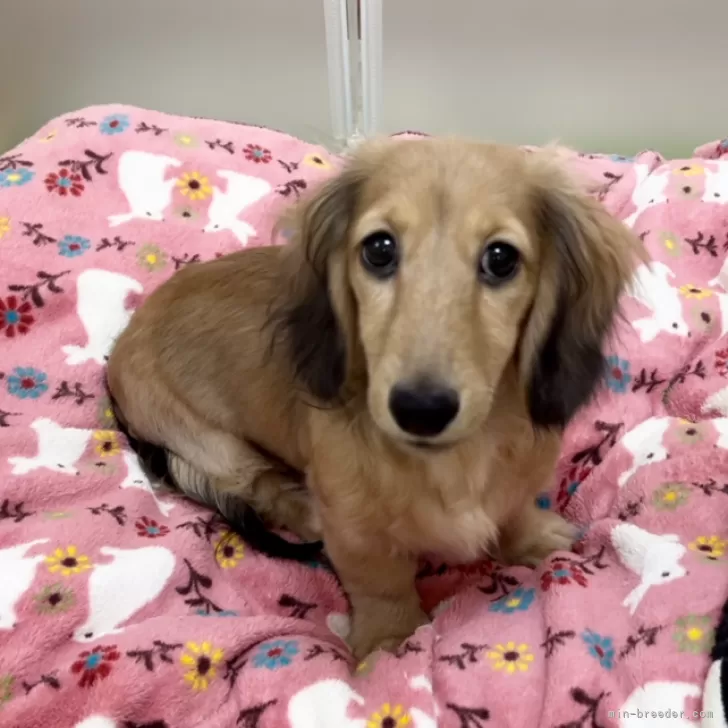 ID:2309-03956の子犬
