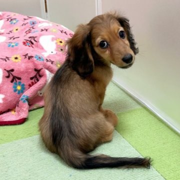 ミニチュアダックスフンド(ロング)【兵庫県・男の子・2023年7月24日・シェーデッドレッド】の写真「明るくて甘えん坊の男の子です」