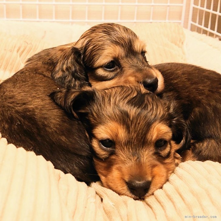 高木博子ブリーダー