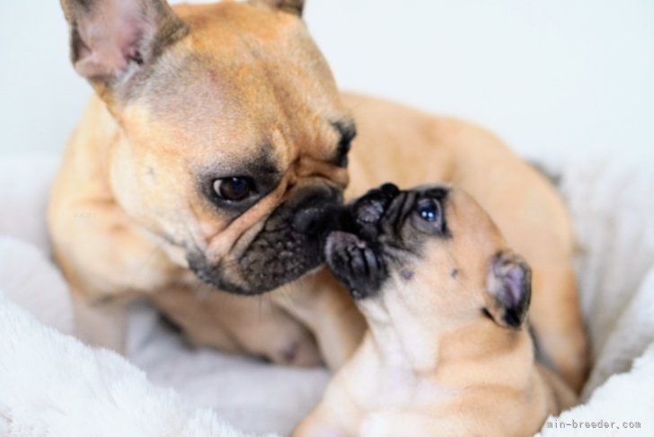 高木　博子(たかき　ひろこ)ブリーダー(広島県・ミニチュアダックスフンド(ロング)など・JKC登録)の紹介写真3