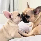 フレンチブルドッグ【広島県・女の子・2025年5月15日・フォーン ブラックマスク】の写真2