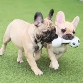 フレンチブルドッグ【広島県・女の子・2025年5月15日・フォーン ブラックマスク】の写真11