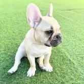 フレンチブルドッグ【広島県・女の子・2025年5月15日・フォーン ブラックマスク】の写真13