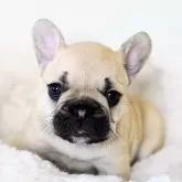 フレンチブルドッグ【広島県・女の子・2025年5月15日・フォーン ブラックマスク】の写真10
