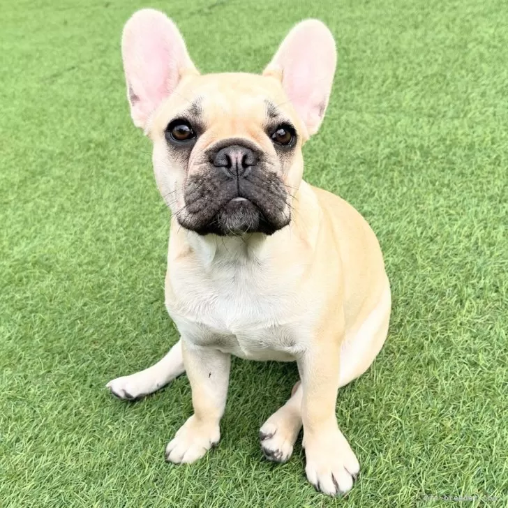 フレンチブルドッグ【広島県・女の子・2025年5月15日・フォーン ブラックマスク】の写真1