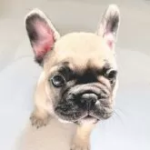 フレンチブルドッグ