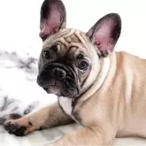 フレンチブルドッグ
