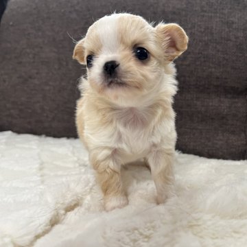 チワワ(ロング)【福岡県・男の子・2024年10月21日・クリーム&ホワイト】の写真「クリーム&ホワイト✴︎Xmasにはお迎えできます！」