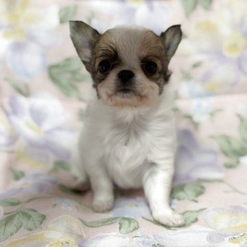 チワワ(ロング)【福岡県・男の子・2025年9月22日・ホワイト&レッド】の写真「おチビ君です。」