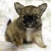 チワワ(ロング)