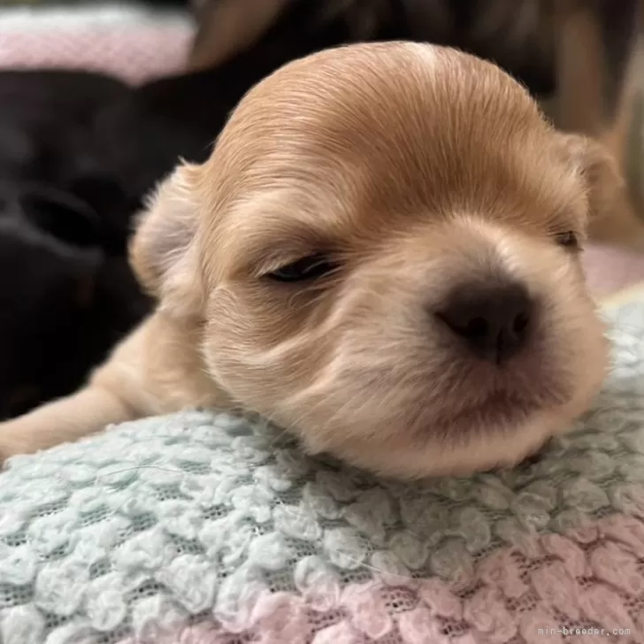 ID：2401-03035の子犬