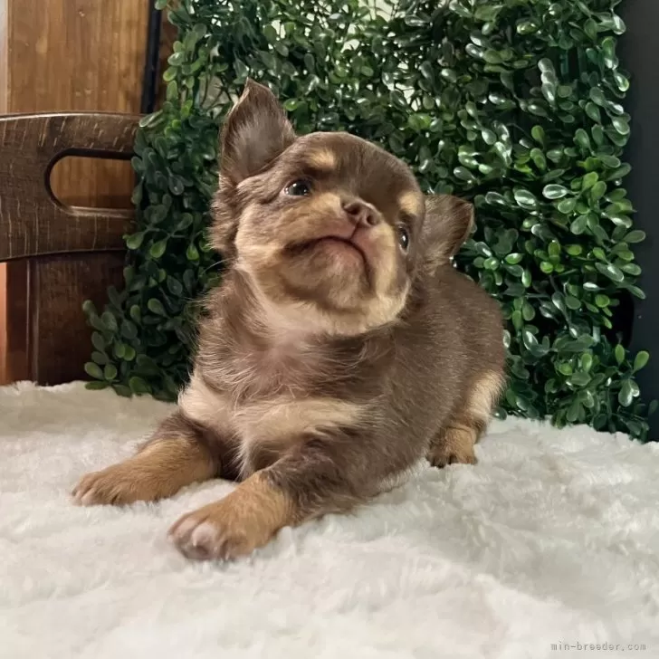 ID：2408-00951の子犬