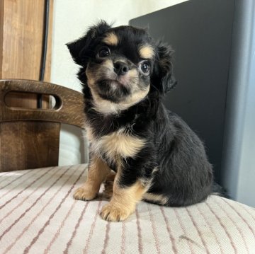 チワワ(ロング)【福岡県・男の子・2024年7月2日・ブラックタン&ホワイト】の写真「まんまるお目目が可愛いんです！」