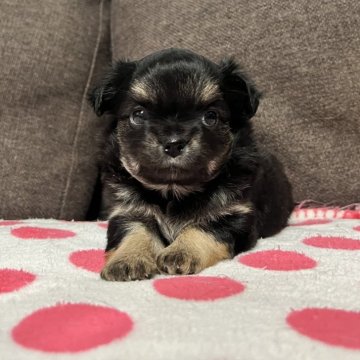 チワワ(ロング)【福岡県・男の子・2023年12月24日・ブラックタン】の写真「イブ生まれの男の子です！」