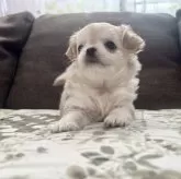 チワワ(ロング)【福岡県・女の子・2024年7月2日・クリーム&ホワイト】の写真1