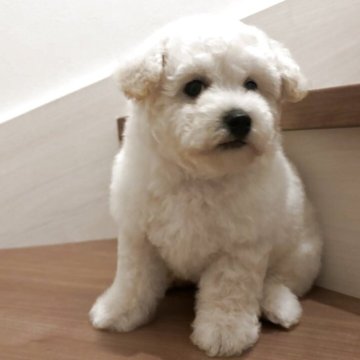 ビションフリーゼ【北海道・男の子・2025年6月30日・ホワイト】の写真「一人っ子の男の子❣️」