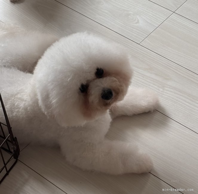 ビションフリーゼ【・女の子・2023年5月27日・ホワイト】「優しく、他のママの赤ちゃんの面倒を見てしまう子です♡⃛」