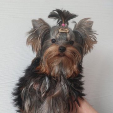 神奈川】生嶋 天弓美(いくしま あゆみ)ブリーダー｜みんなのブリーダー