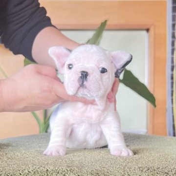フレンチブルドッグ【兵庫県・男の子・2025年9月12日・パイド】の写真「ムチころくん❣️」