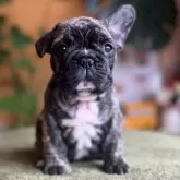 フレンチブルドッグ