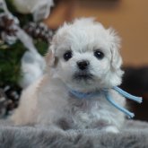 ビションフリーゼ