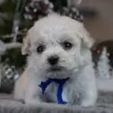 ビションフリーゼ