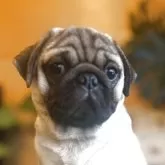 パグ