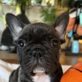 フレンチブルドッグ