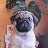 パグ