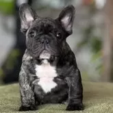 フレンチブルドッグ